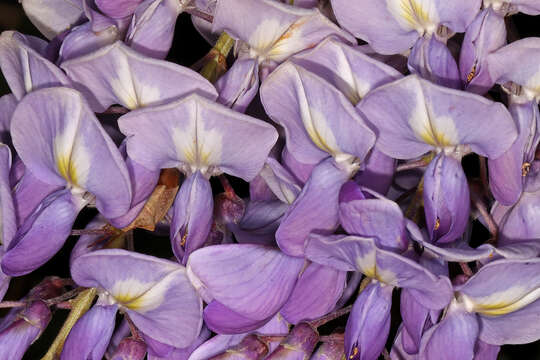 Image of Chinese wisteria