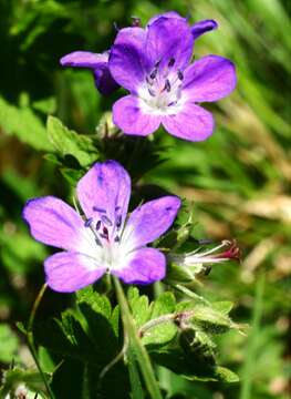 Image of Wood Crane's-bill