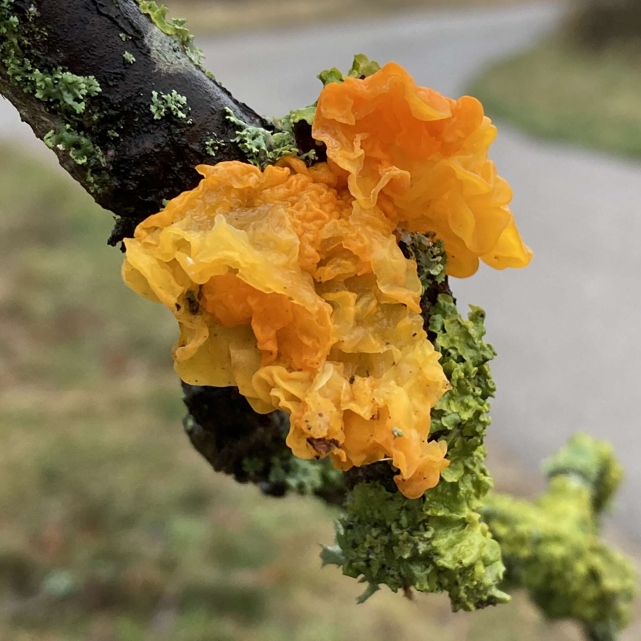 Image of Witches butter