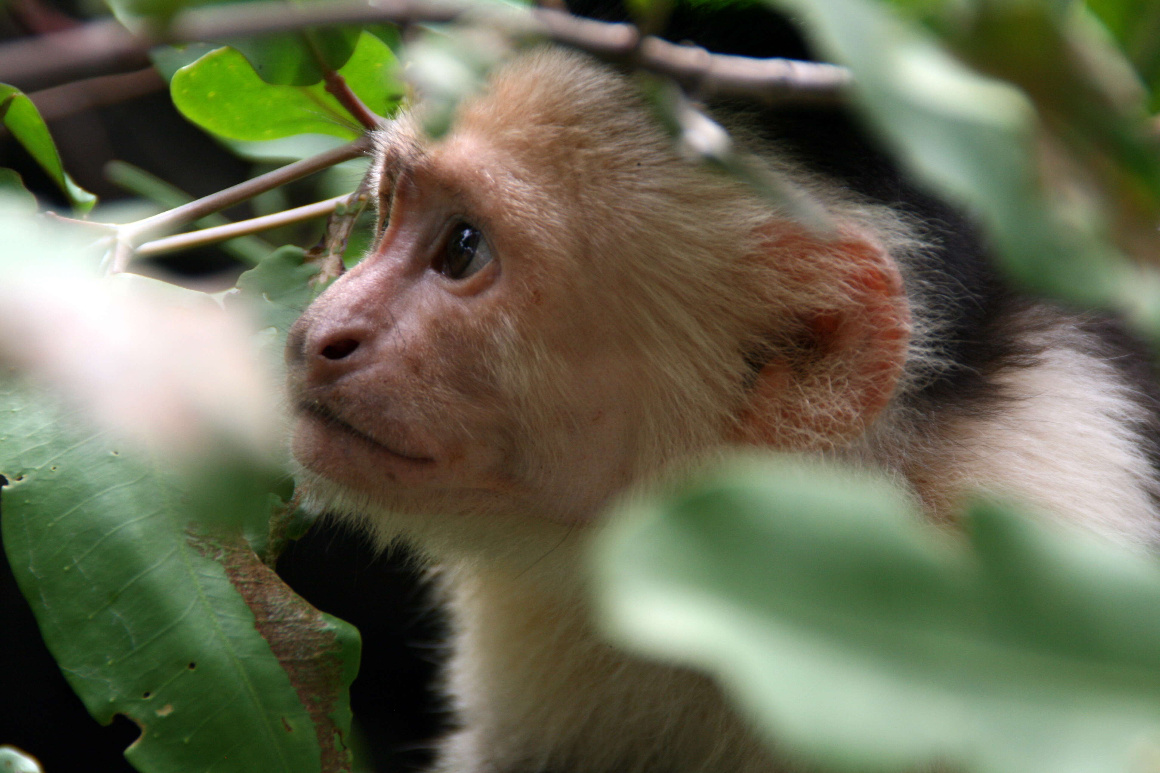 Image of Panama capuchin monkey