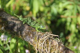 Image de Trioceros balebicornutus (Tilbury 1998)