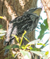 Image of Tawny Frogmouth