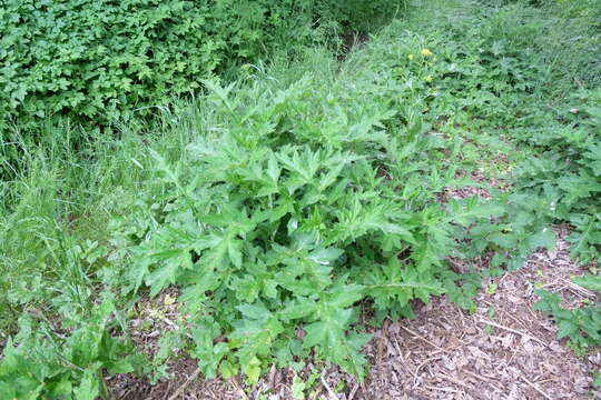 Image of tall globethistle