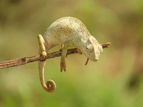 Image of Senegal Chameleon