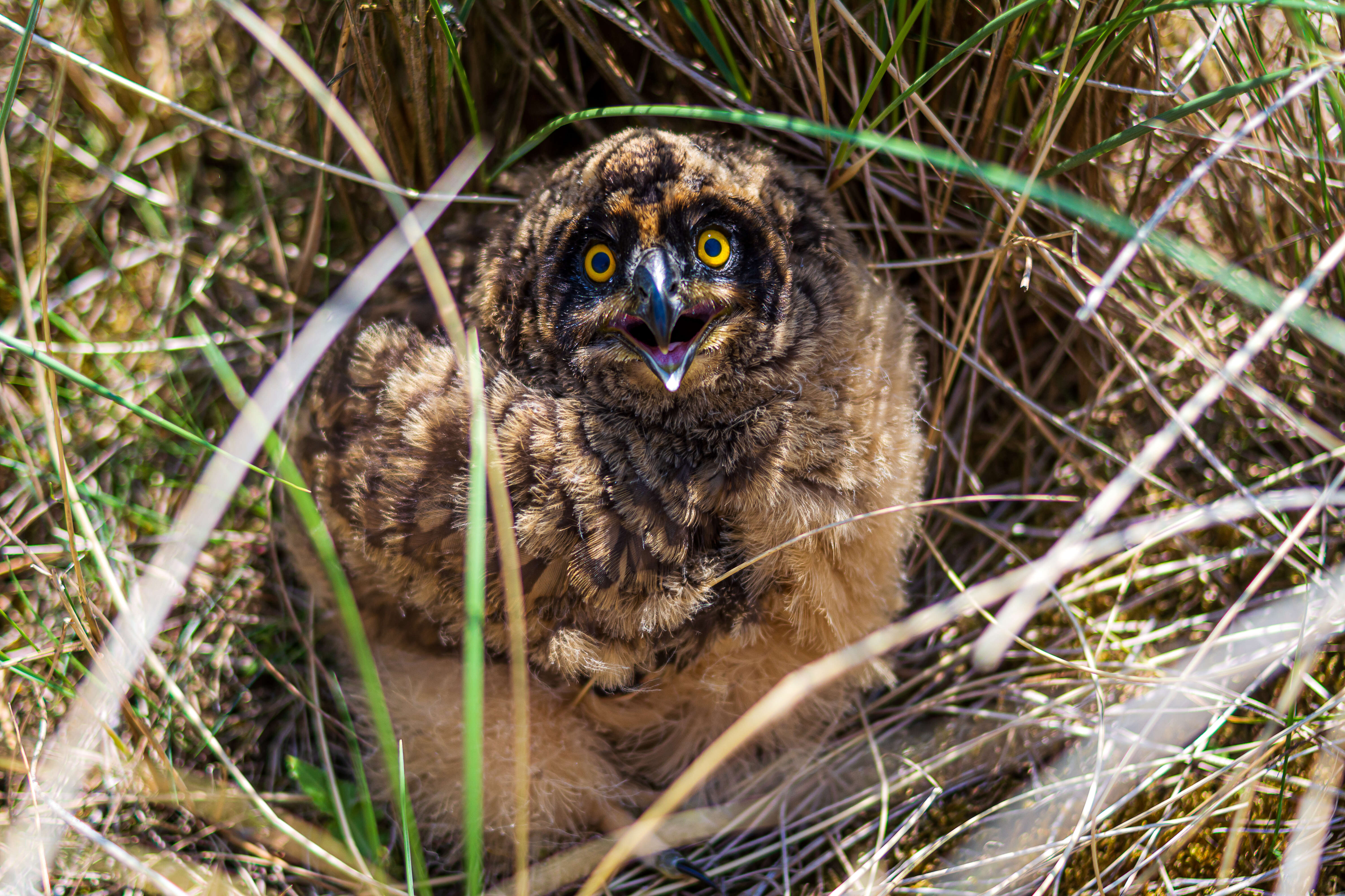 Image de Hibou des marais