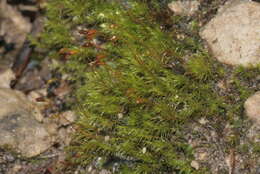 Image of dicranella moss