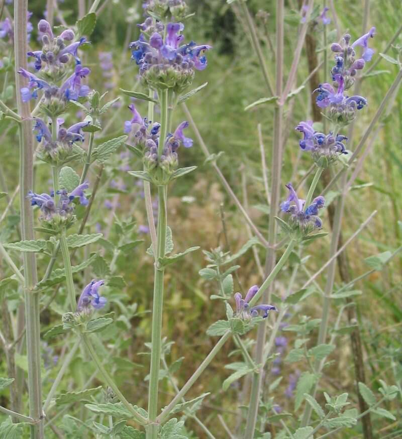 Nepeta curviflora Boiss. resmi