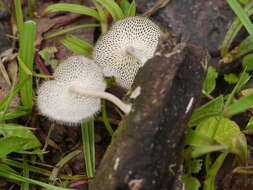 Image of Lentinus arcularius (Batsch) Zmitr. 2010