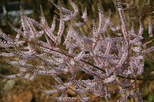 Image of Ginger Bush