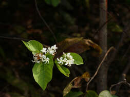 Image of Bitter Oleander