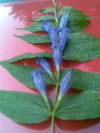 Image of Gentiana asclepiadea L.