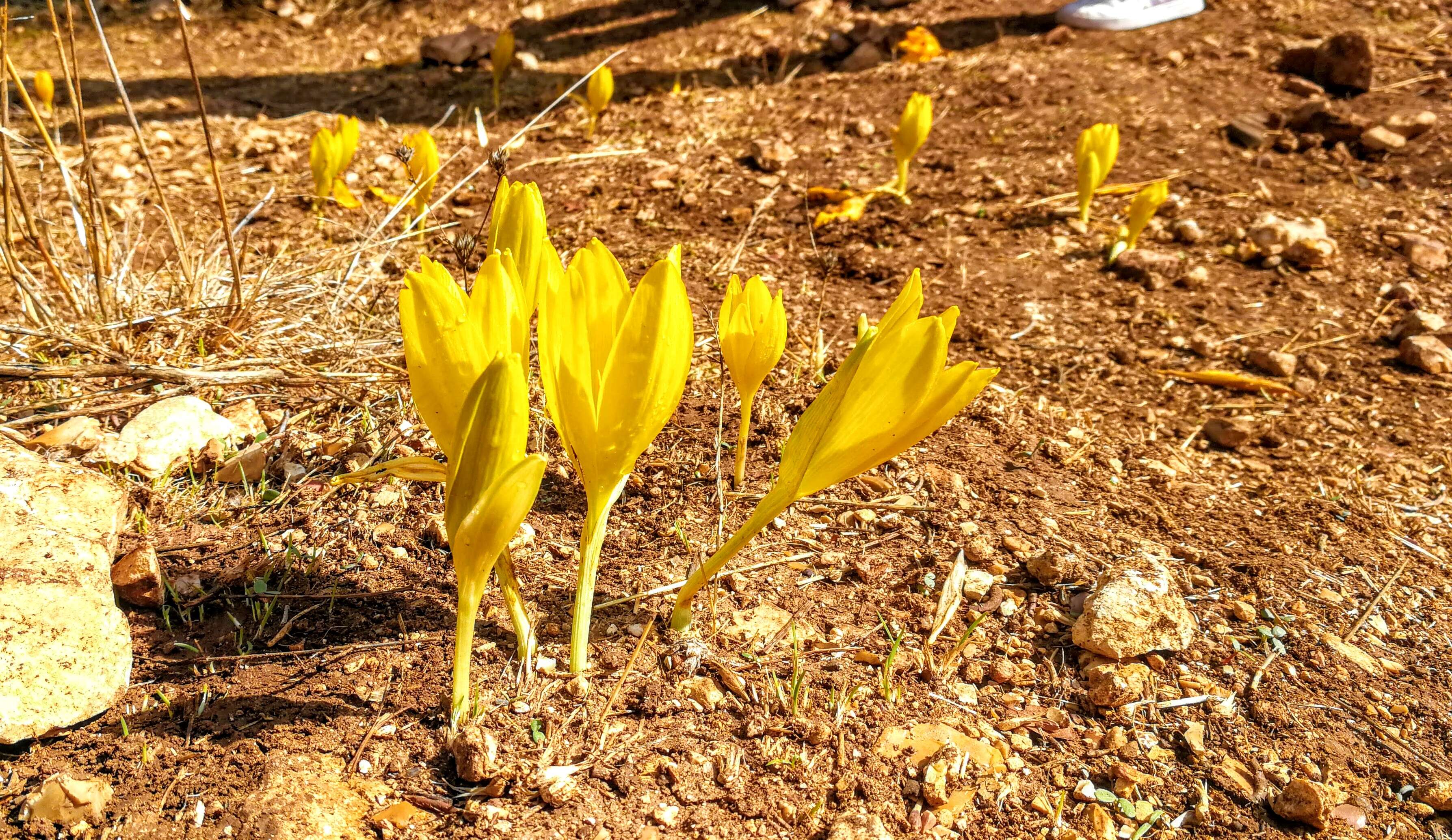 Image of winter daffodil