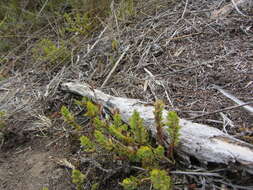 Image of Leucopogon fraseri A. Cunn. ex DC.