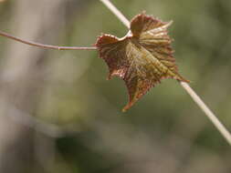 Image of Ampelocissus latifolia (Roxb.) Planch.