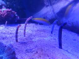 Image of Splendid garden eel