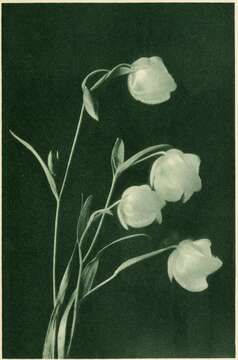 Imagem de Calochortus albus (Benth.) Douglas ex Benth.