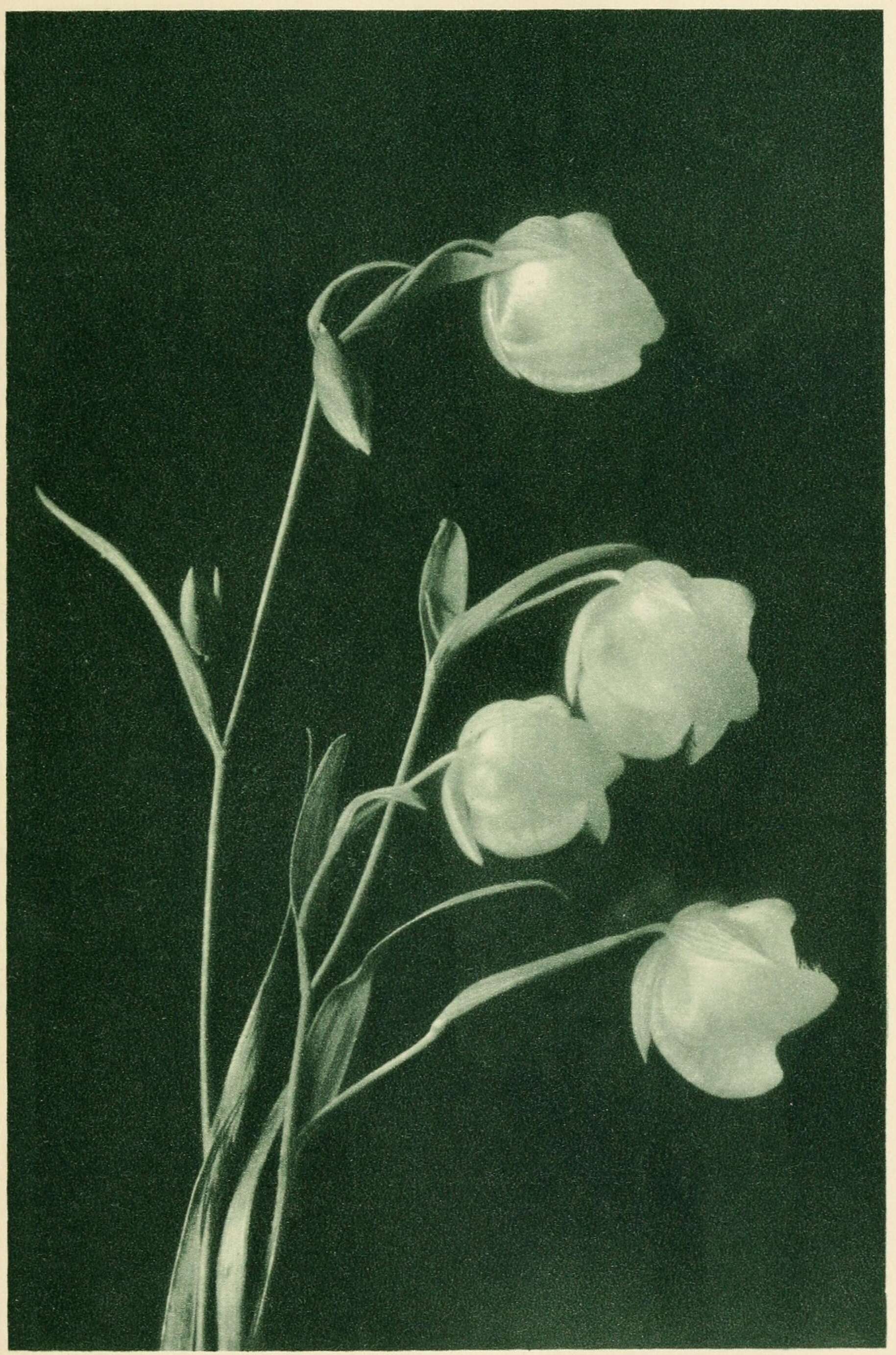 Слика од Calochortus albus (Benth.) Douglas ex Benth.