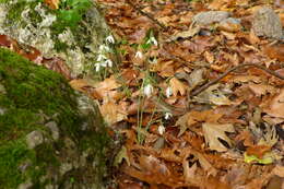 Image of Queen Olga's Snowdrop