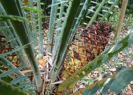 Image of Kwango Giant Cycad