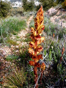 Imagem de Orobanche elatior Sutton