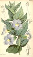 Image of Thunbergia natalensis Hook.