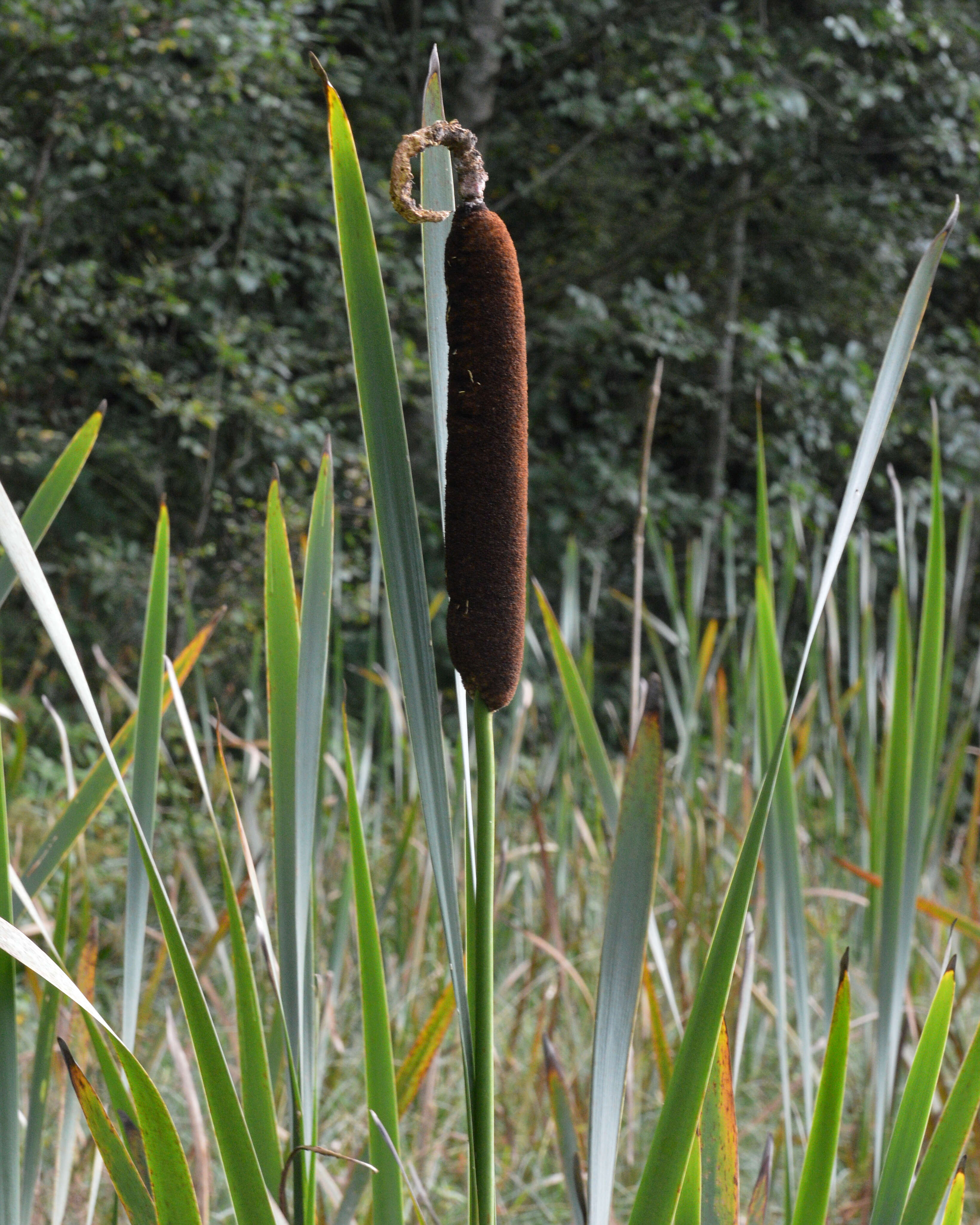 Image of broadleaf cattail