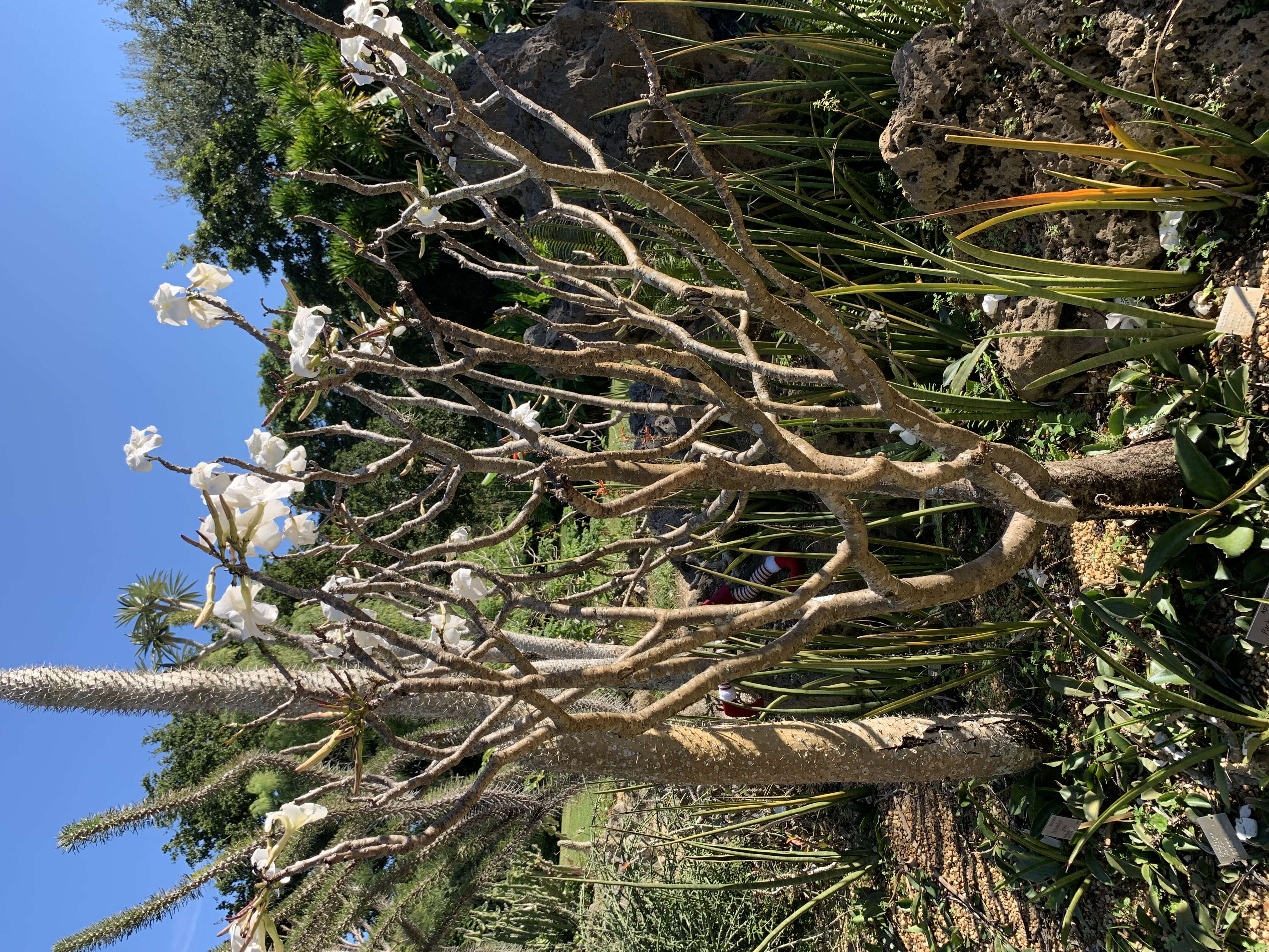 Image of Pachypodium decaryi L. Poisson