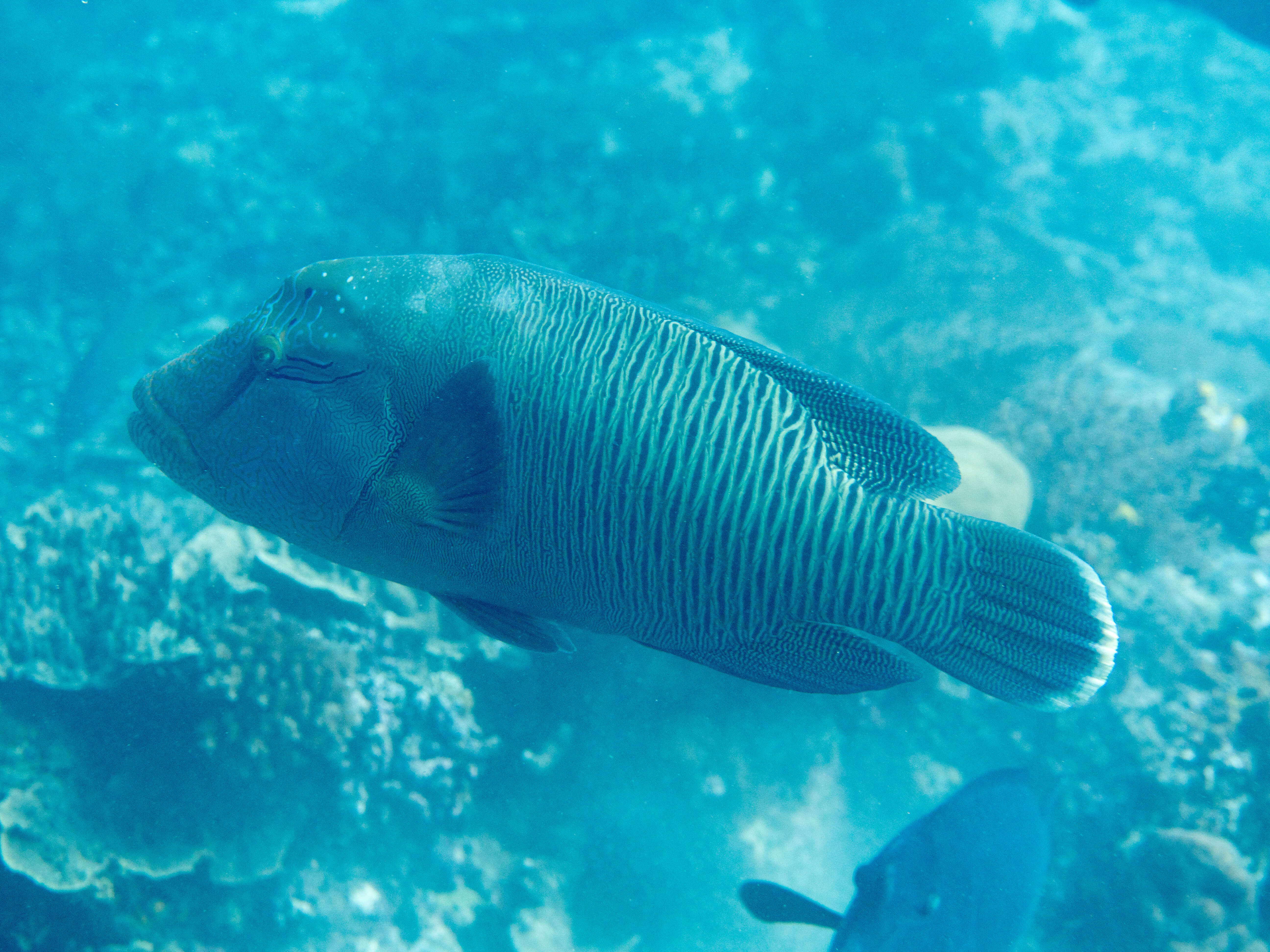 Image of Giant Wrasse