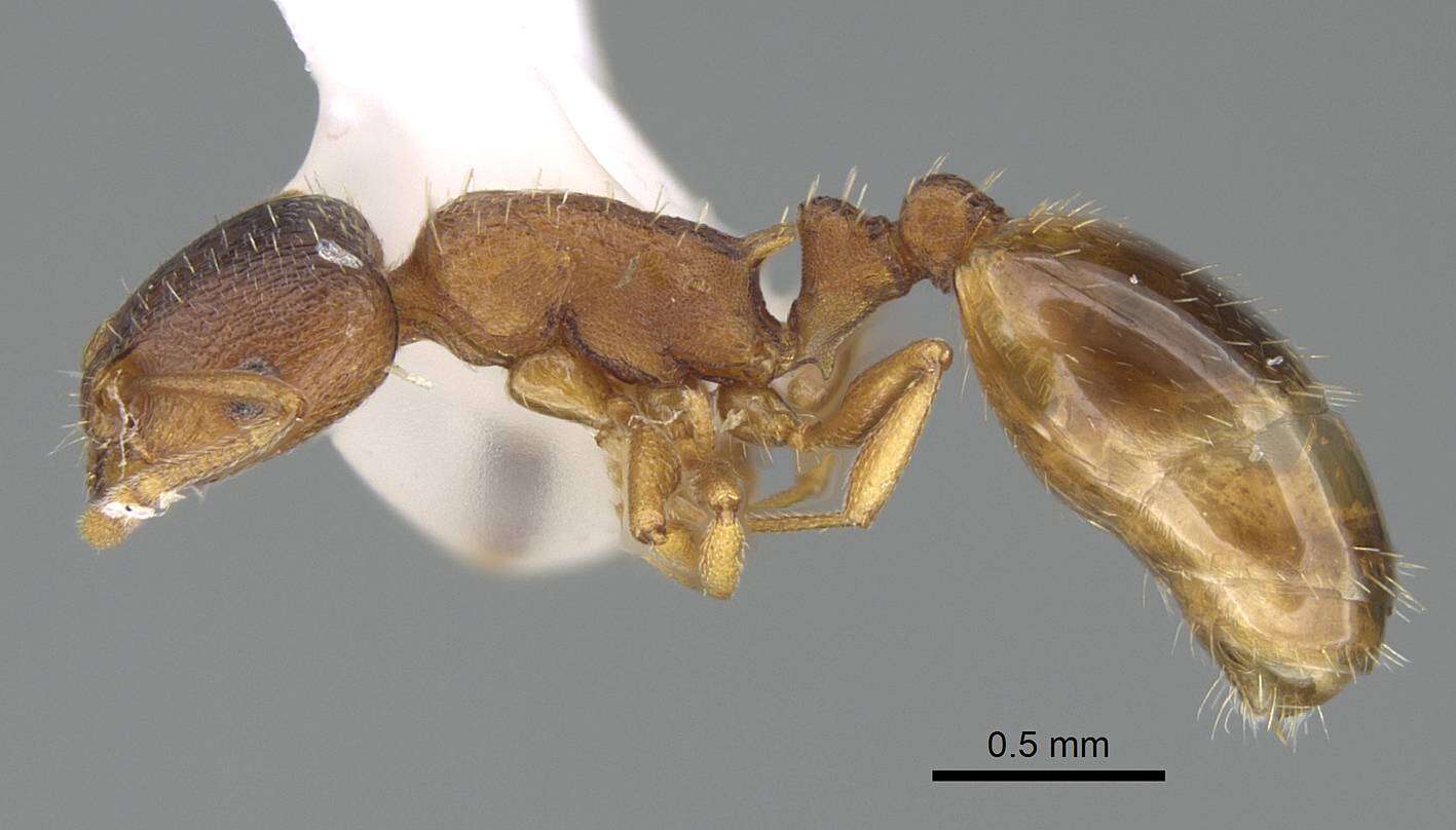 Image of Temnothorax