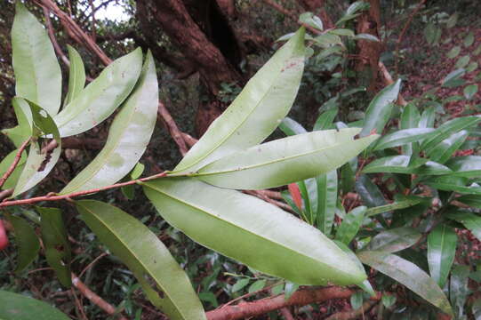 Imagem de Campylospermum serratum (Gaertn.) V. Bittrich & M. C. E. Amaral