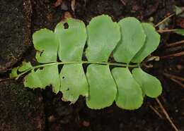 Imagem de Anemia rotundifolia Schrad.