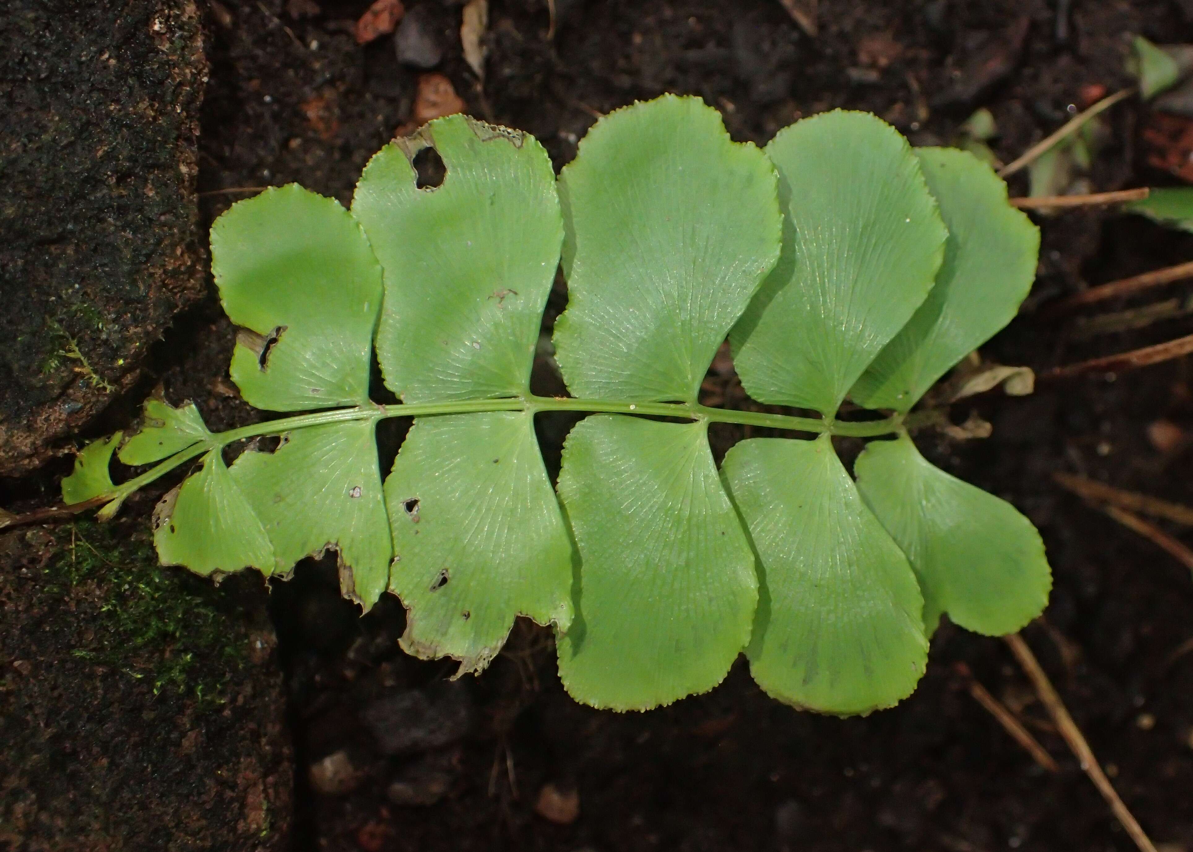 Image of Anemia rotundifolia Schrad.