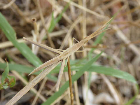 Image of Acrida ungarica (Herbst 1786)