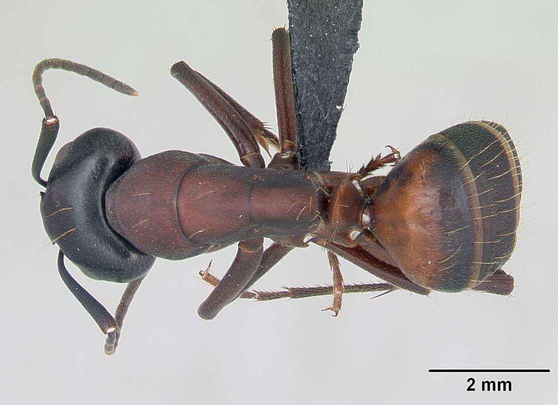 Imagem de Camponotus ligniperda