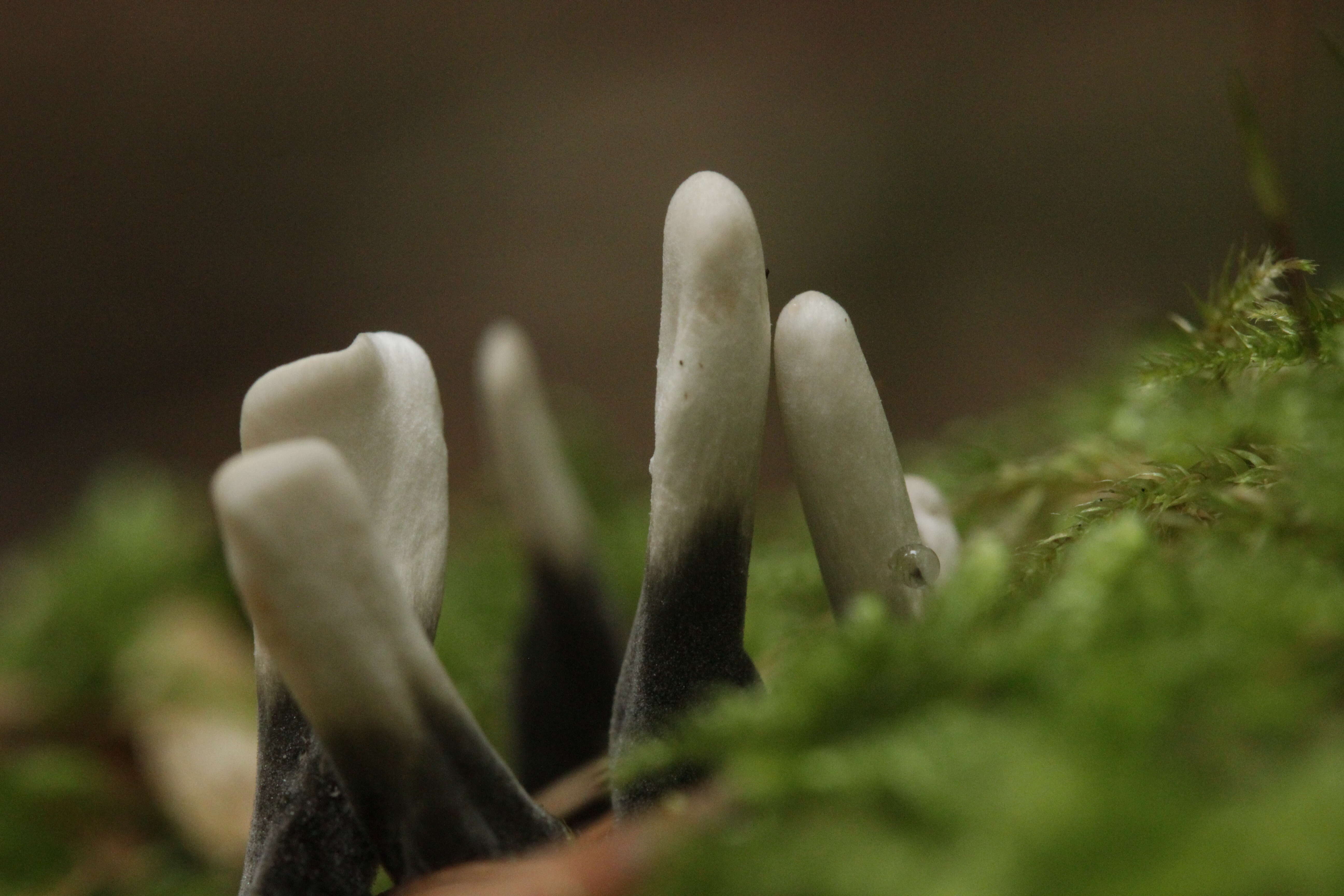 Image of Candle-snuff Fungus