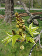 Image of American Sweetgum