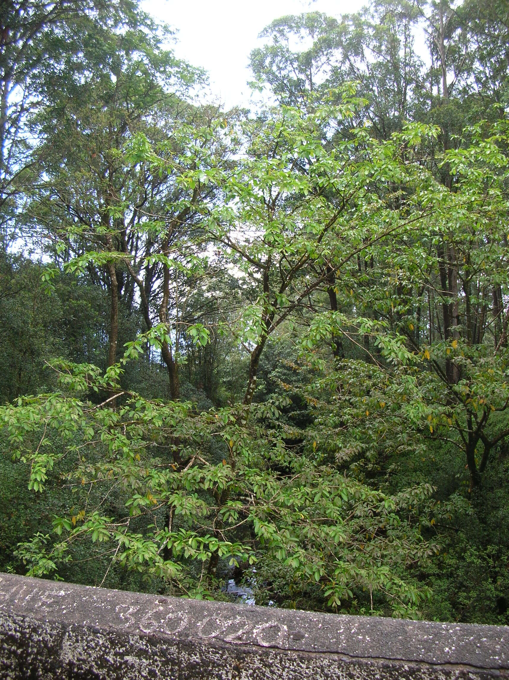 Sivun Terminalia myriocarpa Van Heurck & Müll. Arg. kuva