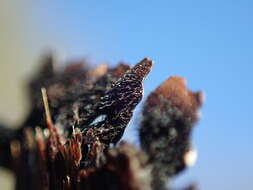 Image of Hammered shield lichen