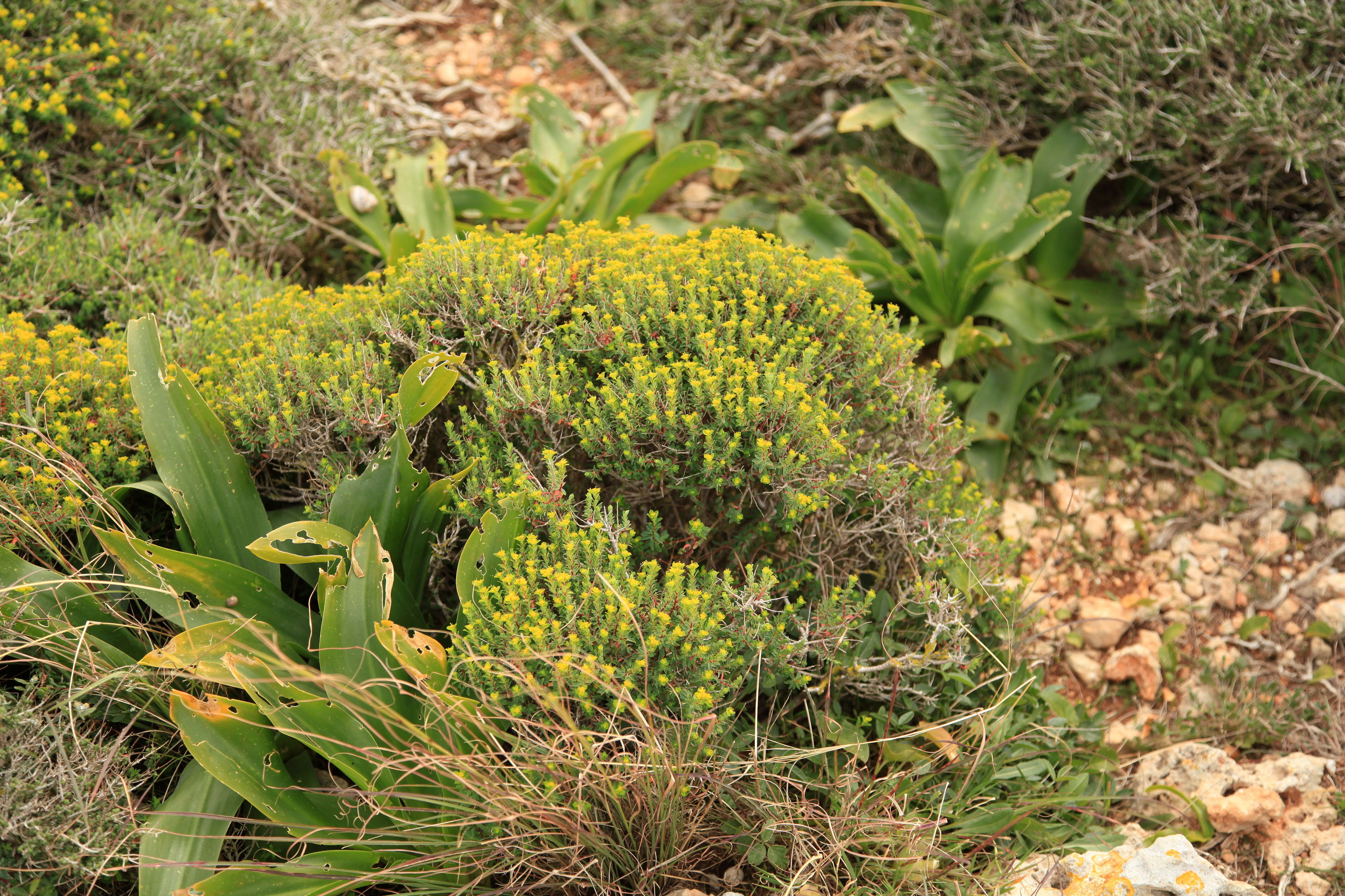 Imagem de Euphorbia melitensis Parl.