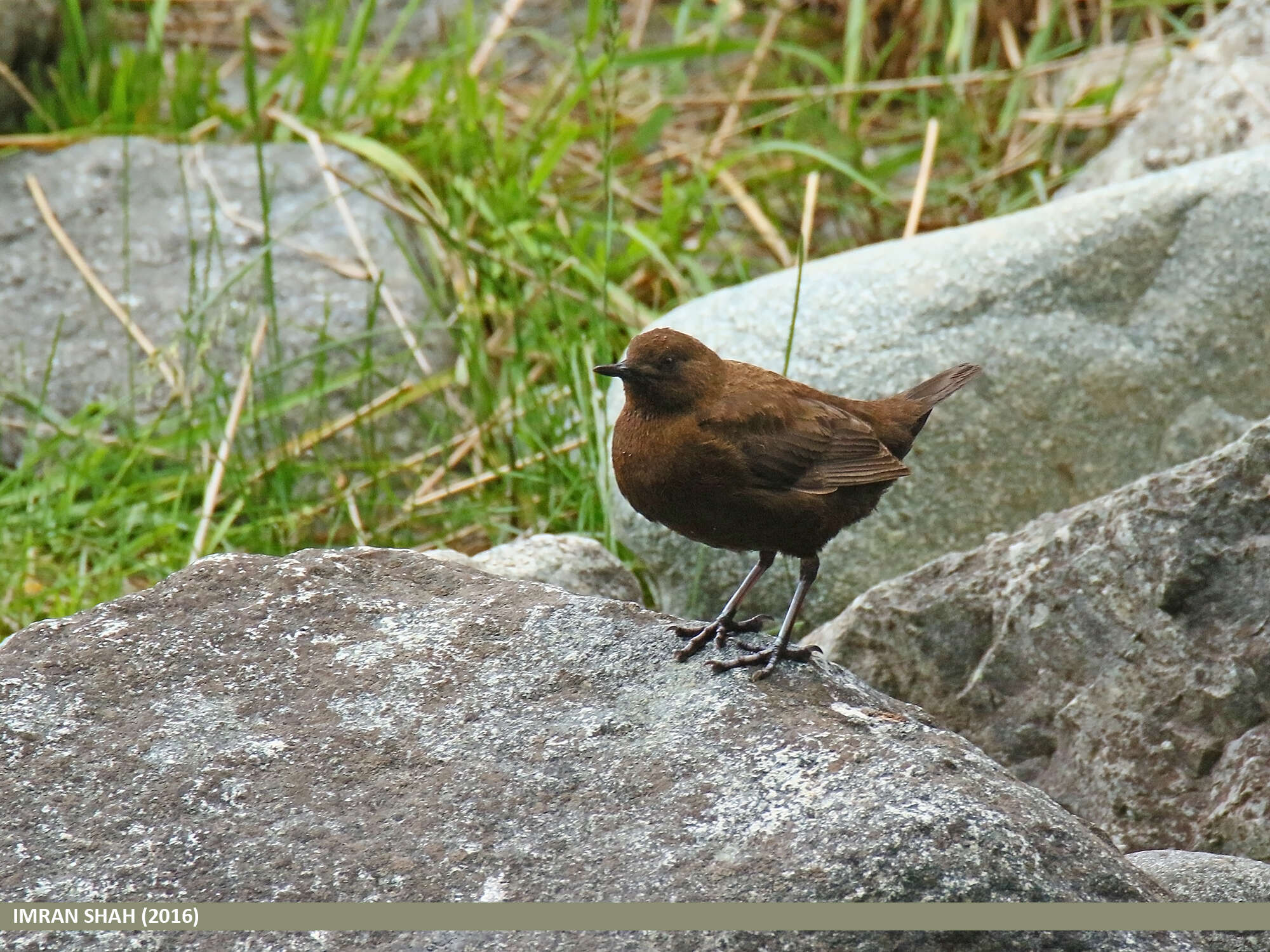 Image of Brown Dipper