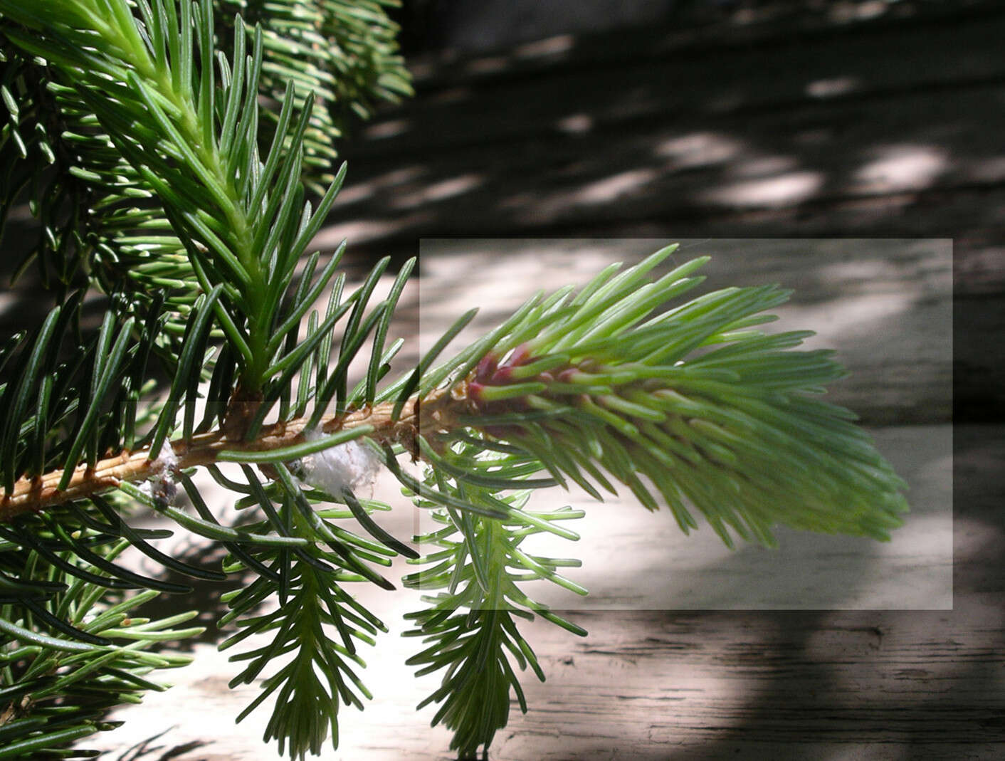 Image of Cooley Spruce Gall Adelgid