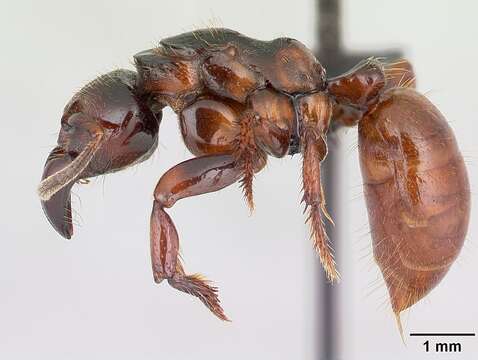 Image of Centromyrmex raptor