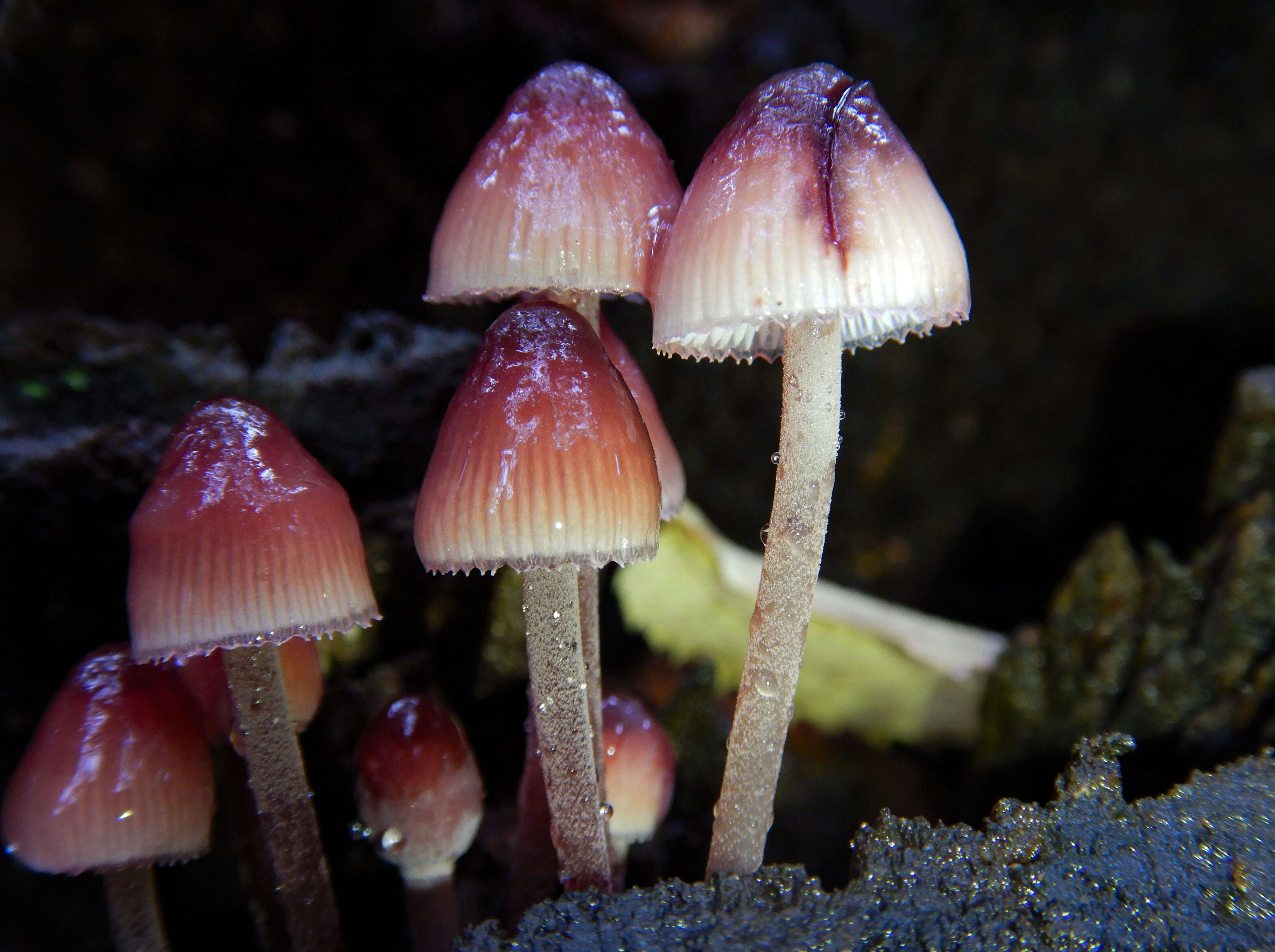 Image of Mycena haematopus (Pers.) P. Kumm. 1871