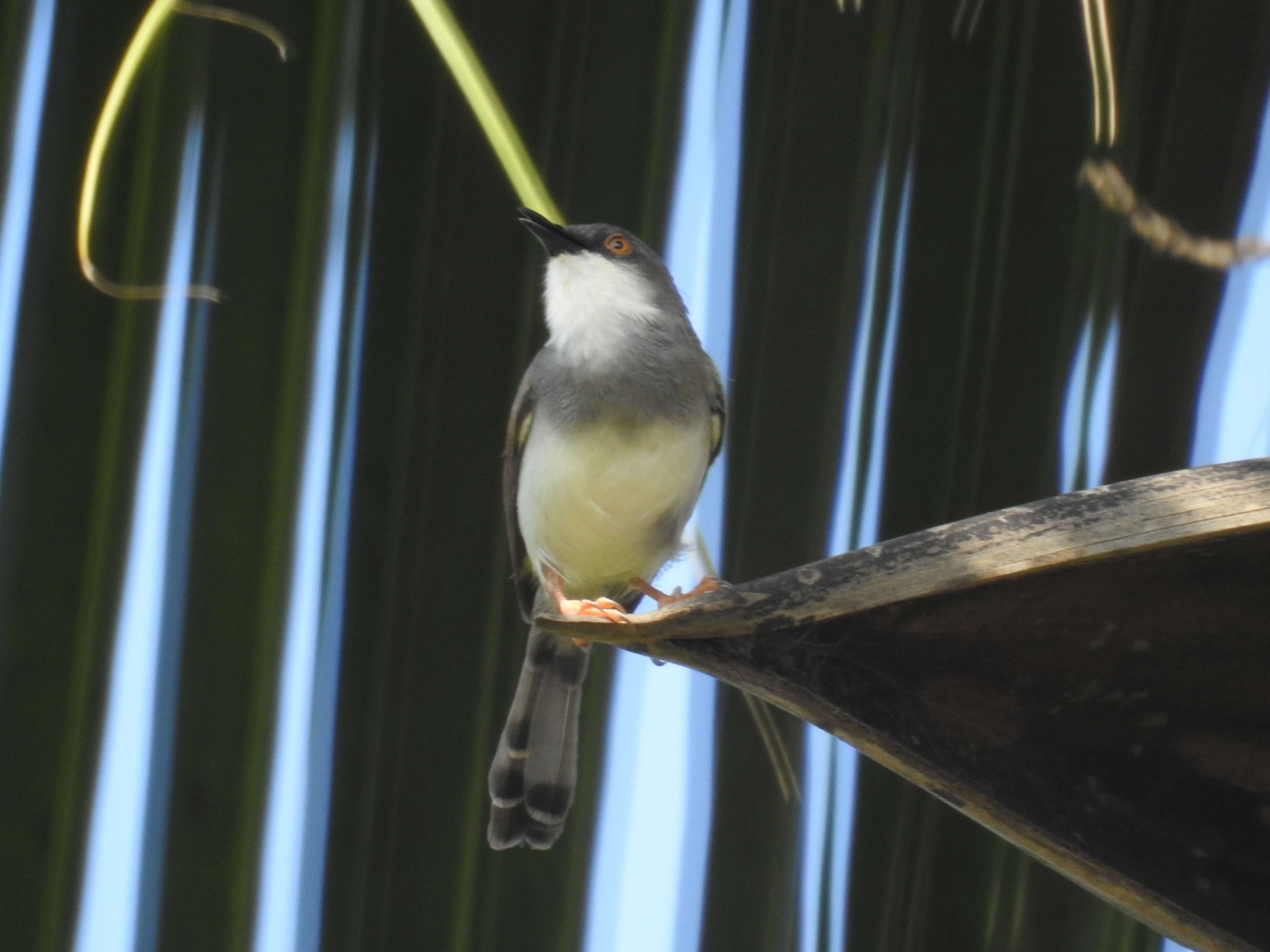 Image of Prinia Horsfield 1821