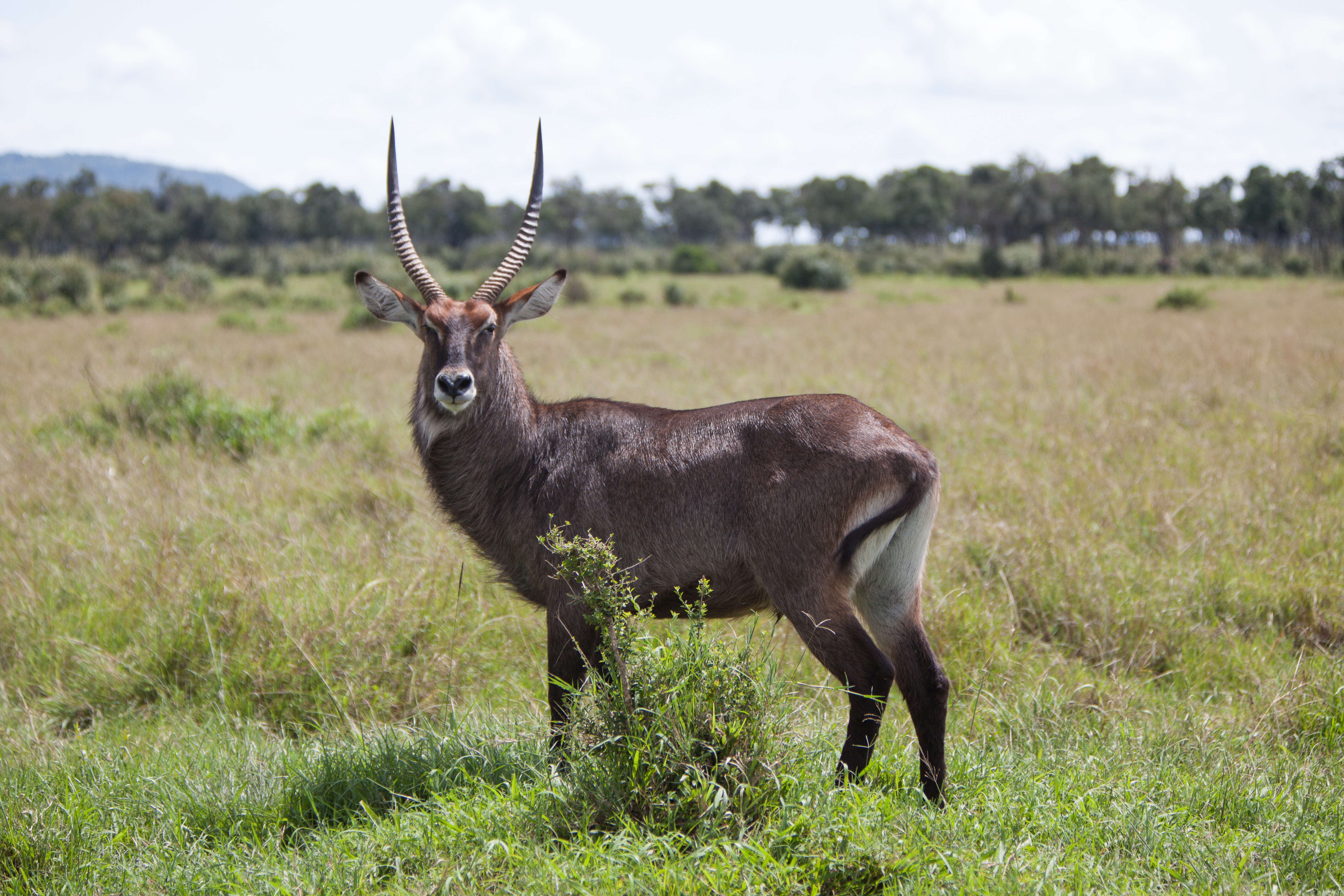 Image of Reduncinae