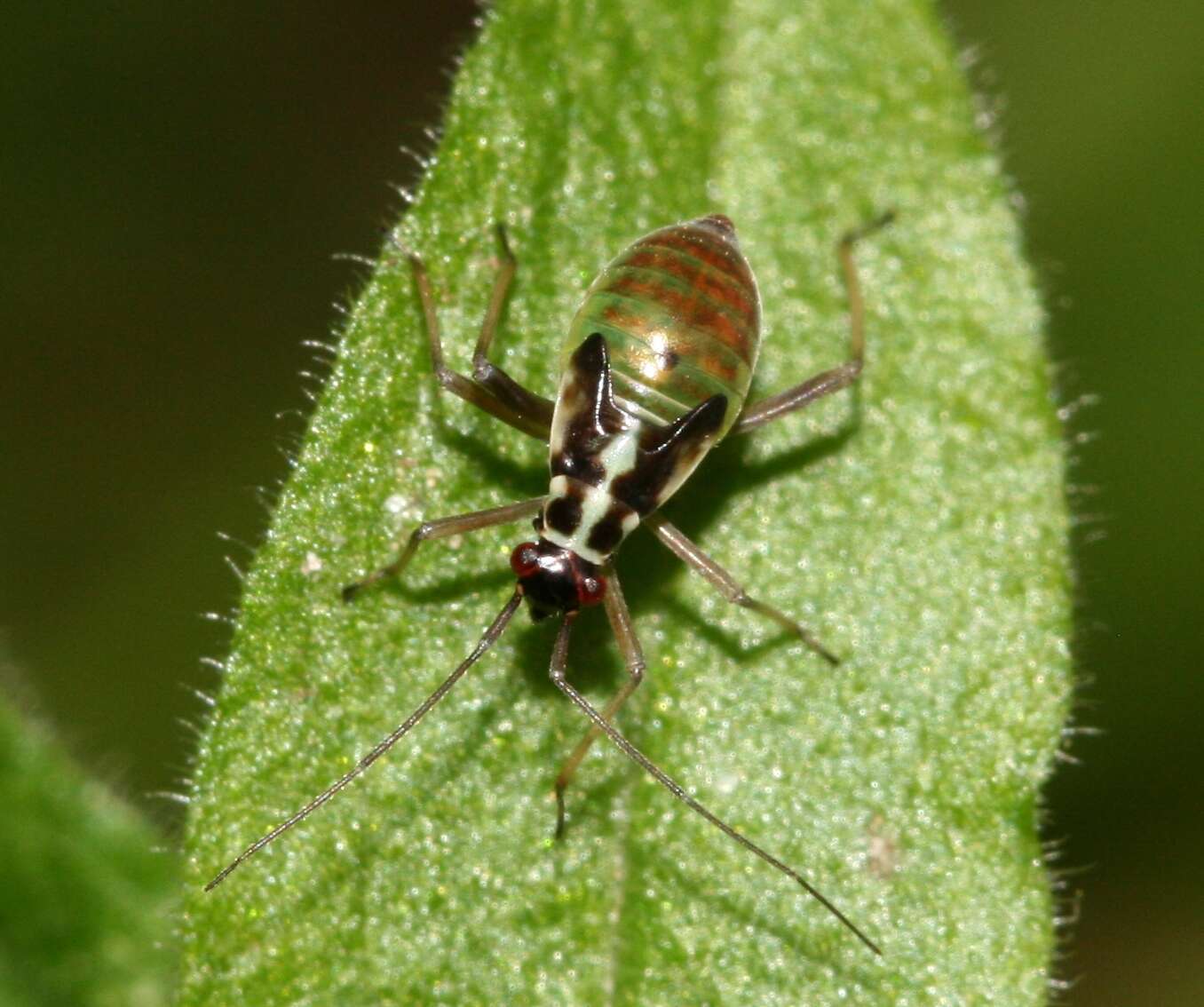 Image of Grypocoris stysi (Wagner 1968)