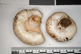 Image of Downy milkcap