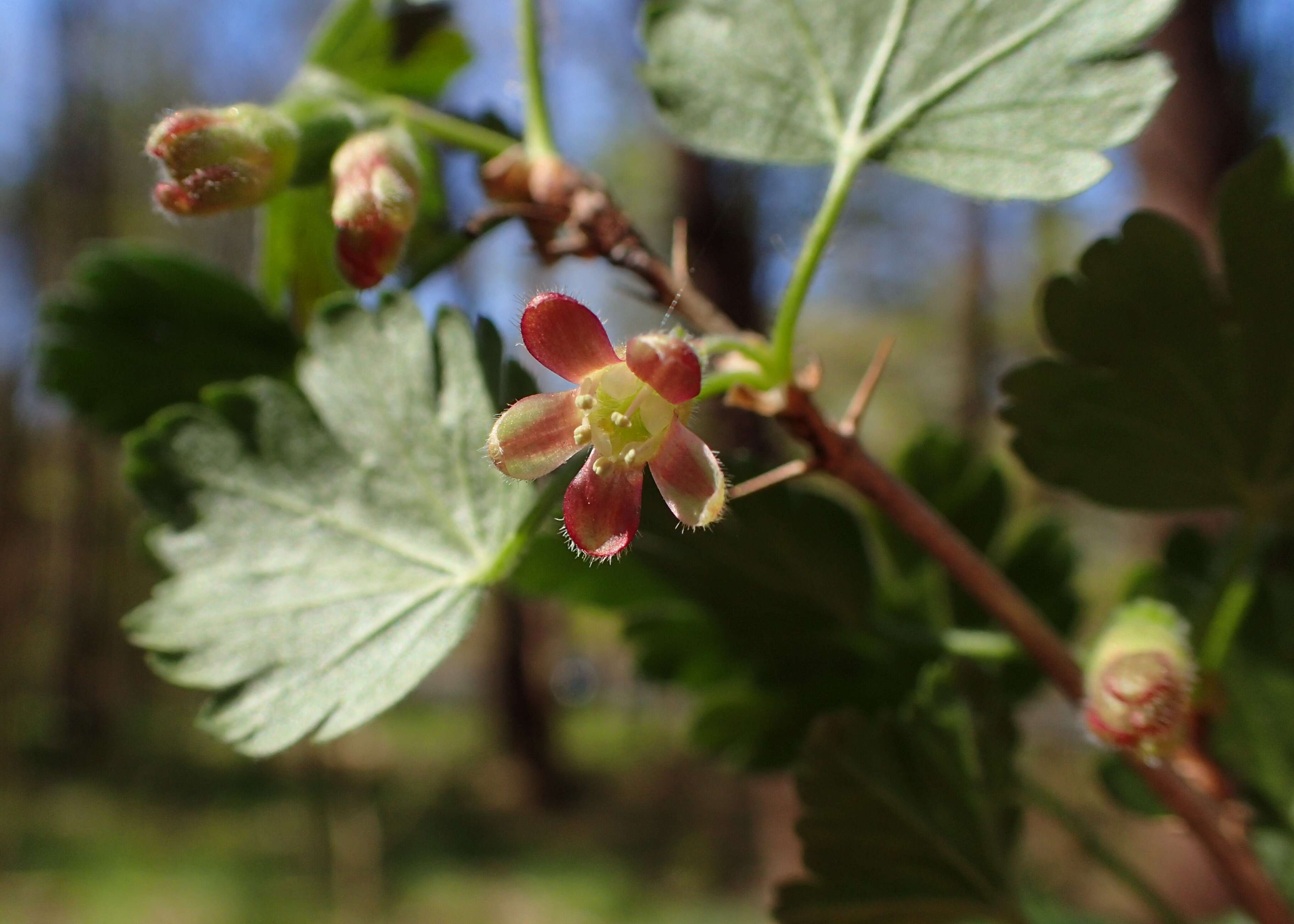 Image of European gooseberry