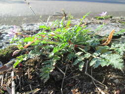 Image of Common Stork's-bill