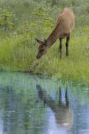 Image of Cervus canadensis nelsoni